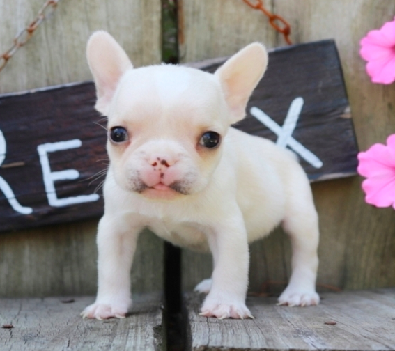 comprar cachorros sanos, baratos y asequibles para la venta